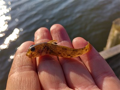 Sortmundet kutling (Neogobius melanostomus) Fanget ved medefiskeri. Min første jyske sortmundede kutling. Østjylland, Randers fjord (Fjord) kutlingefiskeri, invasiv, art