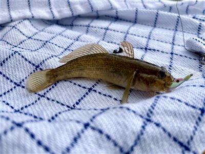 Sortmundet kutling (Neogobius melanostomus) Fanget ved spinnefiskeri. 
Denne sortmundet kutling blev hjemtaget. Østjylland, Randers fjord (Fjord) kutlingefiskeri, invasiv, art