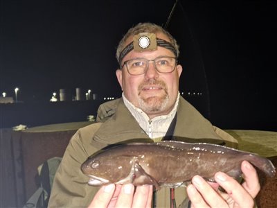 Sortvels (Raniceps raninus) Fanget ved medefiskeri. 
Denne sortvels blev genudsat. Nordjylland, (sted ikke oplyst) (Havn / mole) sortvelsfiskeri, haletusse, regnorm, mole, høfde