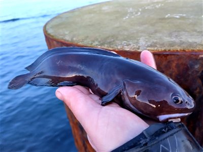 Sortvels (Raniceps raninus) Fanget ved medefiskeri. Dette er min første sortvels. Nordjylland, Skagen (Havn / mole) sortvelsfiskeri, haletusse, regnorm, mole, høfde