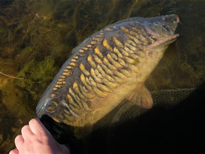 Spejlkarpe (inkl. koi karpe) (Cyprinus carpio) Fanget ved medefiskeri.  Vestjylland, Loch Nees Put and Take (Put & Take) spejlkarpefiskeri, lineær, skælkarpe, læderkarpe, regnorm, majs