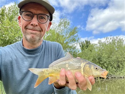 Spejlkarpe (inkl. koi karpe) (Cyprinus carpio) Fanget ved medefiskeri. 
Denne spejlkarpe (inkl. koi karpe) blev genudsat. Østjylland, (sted ikke oplyst) (Sø / mose) spejlkarpefiskeri, lineær, skælkarpe, læderkarpe, regnorm, majs