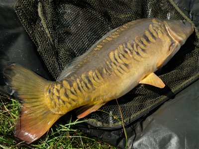 Spejlkarpe på 7,81 kilo fra Loch Nees.