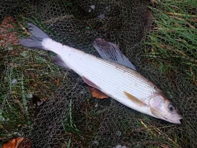 Stalling (Thymallus thymallus) Fanget ved medefiskeri.  Østjylland, Gudenåen (Å / bæk) stallingfiskeri, regnorm, laksefisk, gudenå, gudenåen