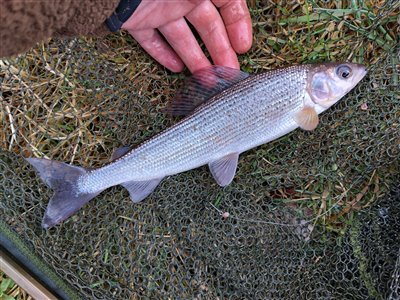 Stalling (Thymallus thymallus) Fanget ved medefiskeri.  Østjylland, Gudenåen (Å / bæk) stallingfiskeri, regnorm, laksefisk, gudenå, gudenåen