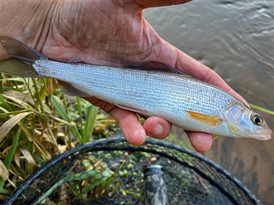 Stalling (Thymallus thymallus) Fanget ved spinnefiskeri. 
Denne stalling blev genudsat. Syd- og Sønderjylland, (sted ikke oplyst) (Å / bæk) stallingfiskeri, regnorm, laksefisk, gudenå, gudenåen