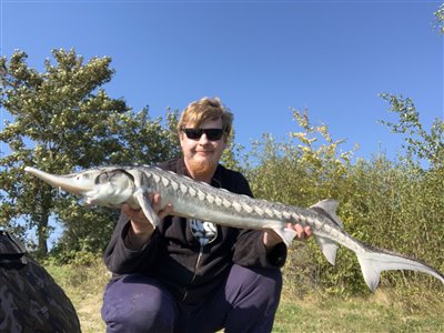 Stjernehus/stjernestør (Acipenser stellatus) Fanget ved medefiskeri.  Fyn og øerne, (sted ikke oplyst) (Sø / mose) stjernehusfiskeri, stjernestørfiskeri