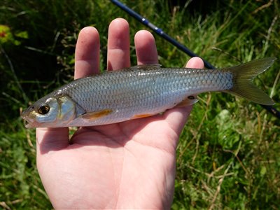 Strømskalle (Leuciscus leuciscus) Fanget ved medefiskeri.  Vestjylland, Nissum fjord (Fjord) strømskallefiskeri, vestjylland, regnorm, å