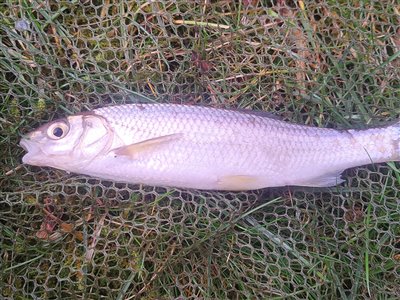 Strømskalle (Leuciscus leuciscus) Fanget ved medefiskeri. 
Denne strømskalle blev genudsat. Østjylland, (sted ikke oplyst) (Å / bæk) strømskallefiskeri, vestjylland, regnorm, å