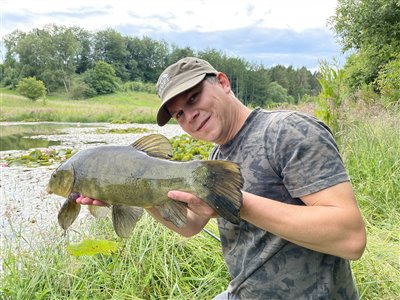 Suder (Tinca tinca) Fanget ved medefiskeri. Vist den største suder jeg har fanget i denne sø. Østjylland, privat sø (Sø / mose) suderfiskeri, fredfisk, majs, regnorm, sommer, morgen, aften, fight