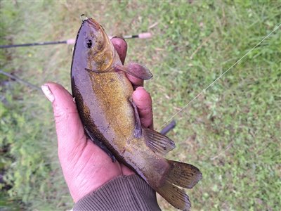 Suder (Tinca tinca) Fanget ved medefiskeri. 
Denne suder blev genudsat. Østjylland, (sted ikke oplyst) (Sø / mose) suderfiskeri, fredfisk, majs, regnorm, sommer, morgen, aften, fight