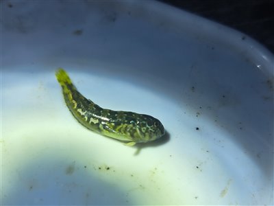 Tangkvabbe (Lipophrys pholis) tangkvabbefiskeri, 