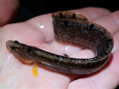 Tangspræl (Pholis gunnellus) tangsprælfiskeri, 