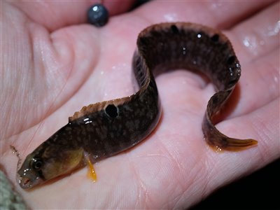 Tangspræl (Pholis gunnellus) tangsprælfiskeri, 