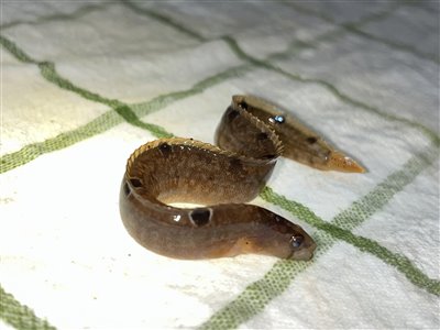 Tangspræl (Pholis gunnellus) Fanget ved medefiskeri. 
Denne tangspræl blev genudsat. Østjylland, Lillebælt (Kyst) tangsprælfiskeri