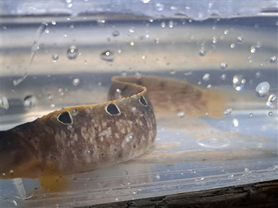 Tangspræl (Pholis gunnellus) Fanget ved medefiskeri. 
Denne tangspræl blev genudsat. Østjylland, Lillebælt (Kyst) tangsprælfiskeri