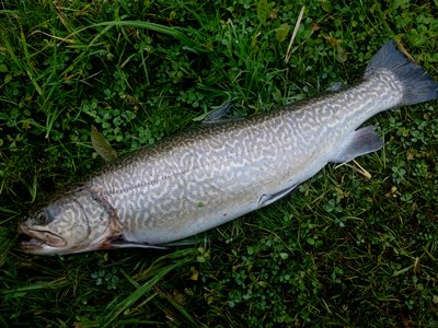 Tigerørred (Salmo trutta x Salvelinus fontinalis) Fanget ved medefiskeri.  Østjylland, Lundum Lystfiskersø (Put & Take) tigerørredfiskeri, dambrug, put and take, krydsning, bækørred, kildeørred