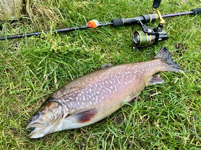 Tigerørred (Salmo trutta x Salvelinus fontinalis) Fanget ved spinnefiskeri. 
Denne tigerørred blev hjemtaget. Syd- og Sønderjylland, (sted ikke oplyst) (Put & Take) tigerørredfiskeri, dambrug, put and take, krydsning, bækørred, kildeørred