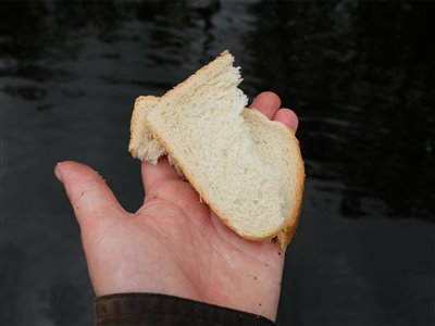 Toastbrød er en god agn til rimterne.