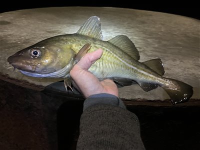 Torsk (Gadus morhua) Fanget ved medefiskeri. 
Denne torsk blev genudsat. Nordjylland, (sted ikke oplyst) (Havn / mole) torskefiskeri, blink, pilk, ophænger, blæksprutteforfang, nytårstorsk