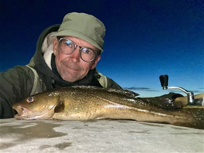 Torsk (Gadus morhua) Fanget ved medefiskeri. 
Denne torsk blev genudsat. Nordjylland, (sted ikke oplyst) (Havn / mole) torskefiskeri, blink, pilk, ophænger, blæksprutteforfang, nytårstorsk