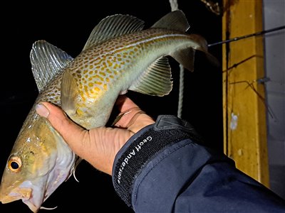 Torsk (Gadus morhua) Fanget ved medefiskeri. 
Denne torsk blev genudsat. Nordjylland, Herthas Flak (Hav) torskefiskeri, blink, pilk, ophænger, blæksprutteforfang, nytårstorsk