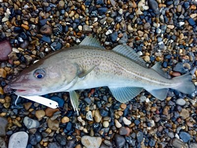 Torsk (Gadus morhua) Fanget ved spinnefiskeri. 
Denne torsk blev genudsat. Vestjylland, Vesterhavet (Kyst) torskefiskeri, blink, pilk, ophænger, blæksprutteforfang, nytårstorsk