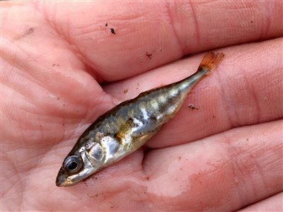 Trepigget hundestejle (Gasterosteus aculeatus) Fanget ved medefiskeri.  Østjylland, (sted ikke oplyst) (Sø / mose) hundestejlefiskeri, pigge, regnorm