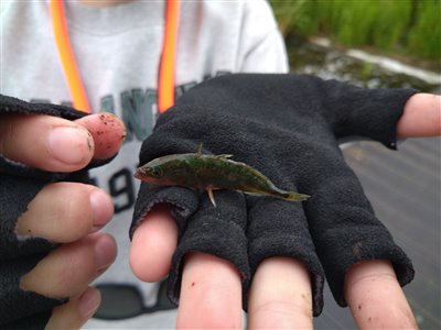 Trepigget hundestejle (Gasterosteus aculeatus) Fanget ved medefiskeri. 
Dette er min første trepigget hundestejle, fanget med fiskestang. Det er meget nemmere med ketsjer.
Denne trepigget hundestejle blev genudsat. Nordjylland, (sted ikke oplyst) (Sø / mose) hundestejlefiskeri, pigge, regnorm