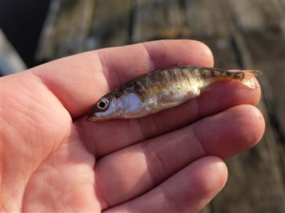 Trepigget hundestejle (Gasterosteus aculeatus) Fanget ved medefiskeri.  Vestjylland, Falen Å (Å / bæk) hundestejlefiskeri, pigge, regnorm