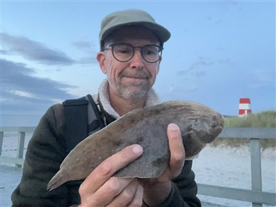 Tunge / søtunge (Solea solea) Fanget ved medefiskeri. 
Denne tunge / søtunge blev genudsat. Østjylland, (sted ikke oplyst) (Kyst) tungefiskeri, søtungefiskeri