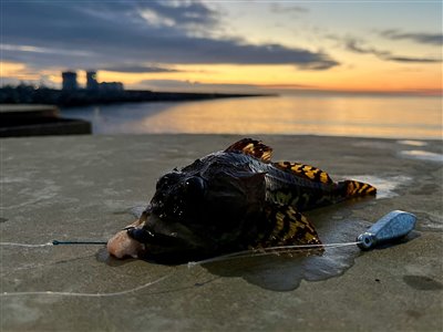 Ulk (Myoxocephalus scorpius) Fanget ved medefiskeri. 
Denne ulk blev genudsat. Nordjylland, (sted ikke oplyst) (Havn / mole) ulkefiskeri, mole, sild, børsteorm, pigge