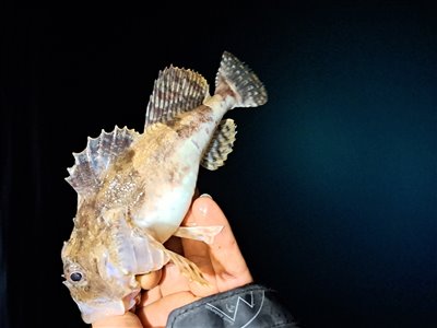 Ulk (Myoxocephalus scorpius) Fanget ved medefiskeri. 
Denne ulk blev genudsat. Nordjylland, Herthas Flak (Hav) ulkefiskeri, mole, sild, børsteorm, pigge