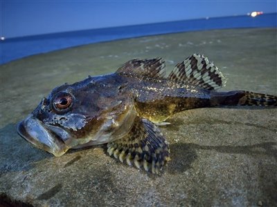 Ulk (Myoxocephalus scorpius) Fanget ved medefiskeri.  Nordjylland, Skagen (Havn / mole) ulkefiskeri, mole, sild, børsteorm, pigge