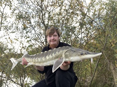 Vestatlantisk stør (Acipenser oxyrinchus) Fanget ved medefiskeri.  Fyn og øerne, (sted ikke oplyst) (Sø / mose) størfiskeri