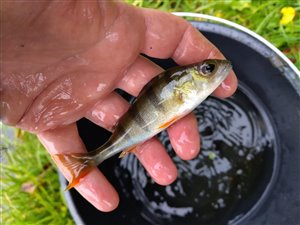 Aborre (Perca fluviatilis)