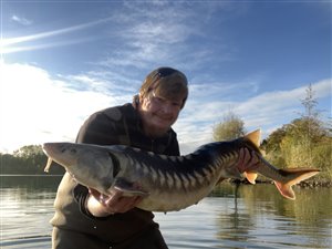 Adriatisk stør (Acipenser naccarii) størfiskeri