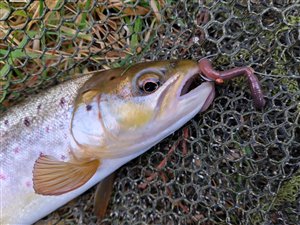 Bækørred (Salmo trutta forma fario)