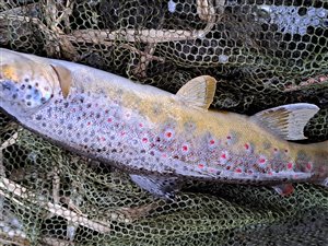 Bækørred (Salmo trutta forma fario) - Fanget d. 10. februar 2025. bækørredfiskeri, flue, regnorm, blink, spinner, pletter