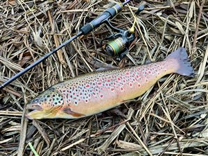 Bækørred (Salmo trutta forma fario) - Fanget d. 2. februar 2025. bækørredfiskeri, flue, regnorm, blink, spinner, pletter