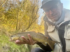 Bækørred (Salmo trutta forma fario) - Fanget d. 27. oktober 2024. bækørredfiskeri, flue, regnorm, blink, spinner, pletter