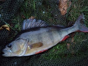 En fin efterårsaborre på 790 gram fanget på en flådfisket levende rudskalle.