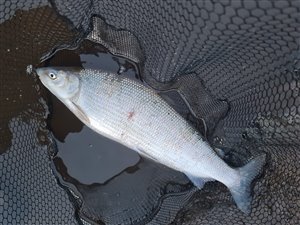 Snæbel (Coregonus oxyrhynchus) snæbelfiskeri, totalfredet, vadehavet