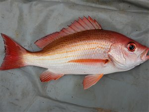 Afrikansk guldsnapper (Lutjanus fulgens).