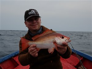 Afrikansk guldsnapper (Lutjanus fulgens).