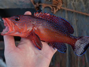 Afrikansk påfuglebars (Cephalopholis taeniops).