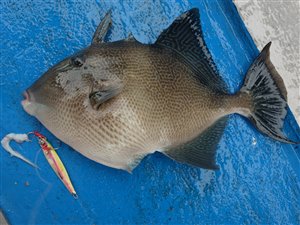 Almindelig aftrækkerfisk (Balistes capriscus).