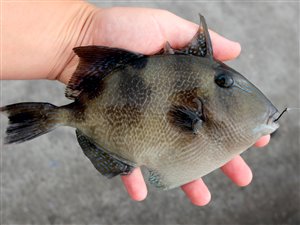 Almindelig aftrækkerfisk (Balistes capriscus).