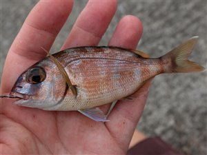 Almindelig blankesten (Pagrus pagrus).