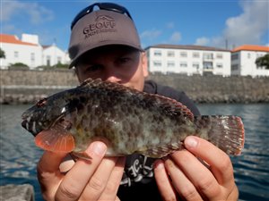 Almindelig papegøjefisk (Sparisoma cretense).